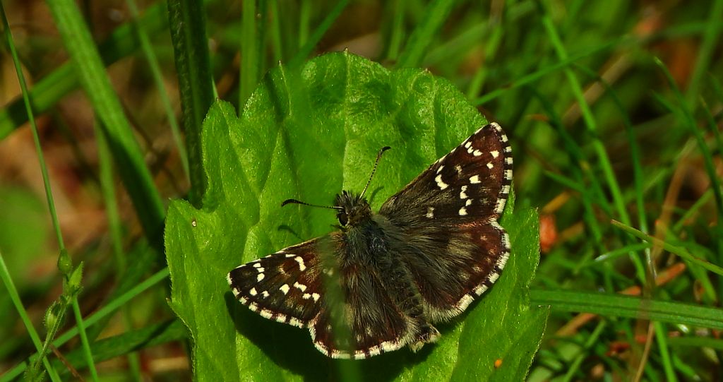 Powszelatek alweus (Pyrgus alveus)