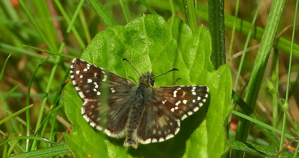 Powszelatek alweus (Pyrgus alveus)