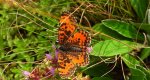 Przeplatka didyma (Melitaea didyma)