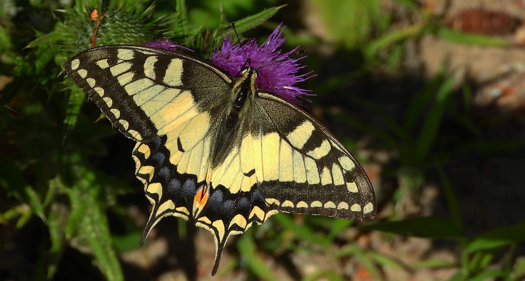 Paź królowej (Papilio machaon)