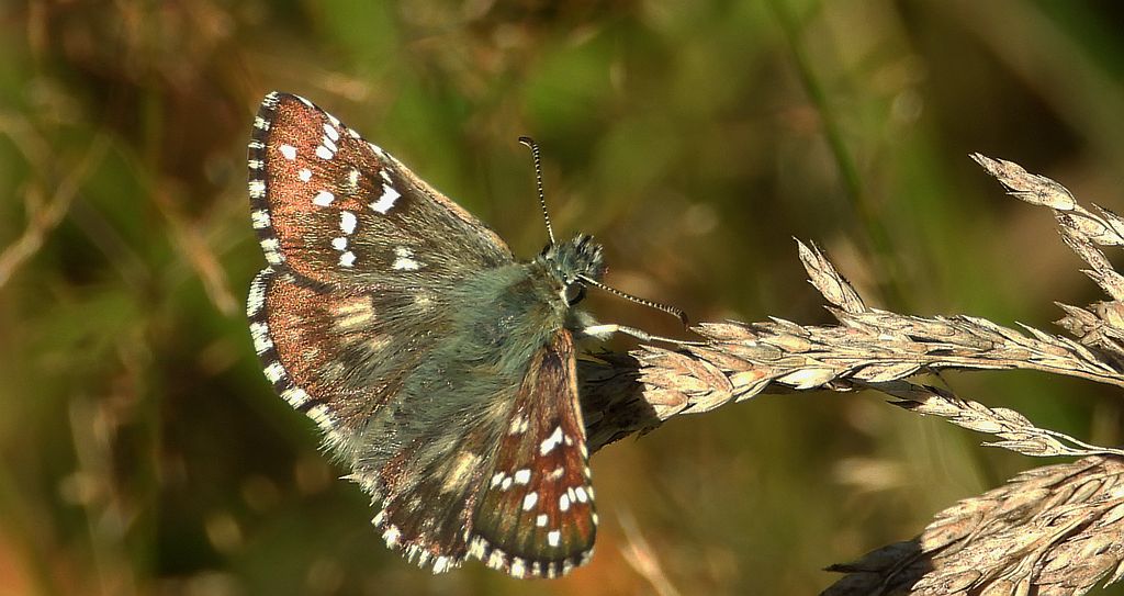 Powszelatek alweus (Pyrgus alveus)