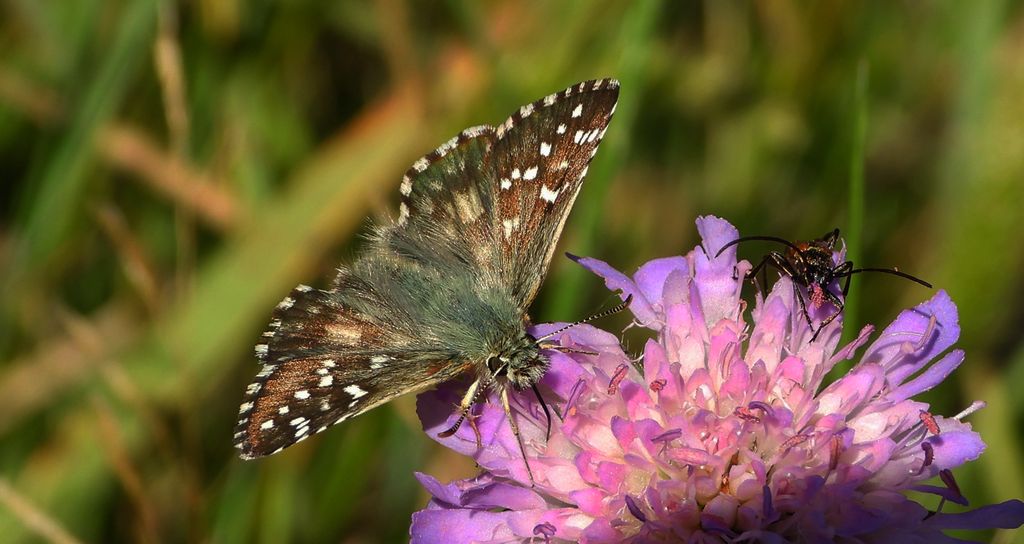 Powszelatek alweus (Pyrgus alveus)