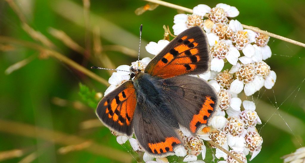 Czerwończyk żarek (Lycaena phlaeas)