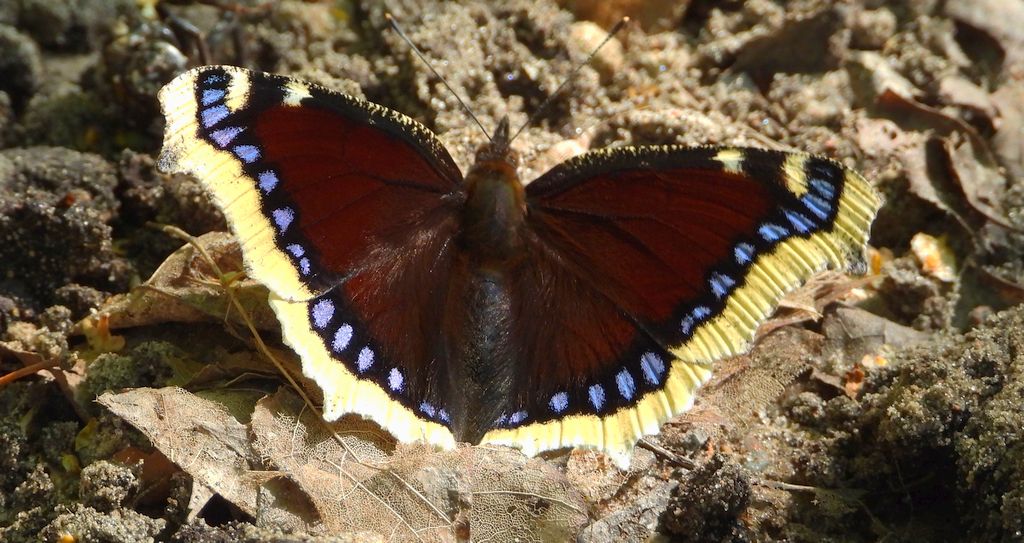 Rusałka żałobnik (Nymphalis antiopa)