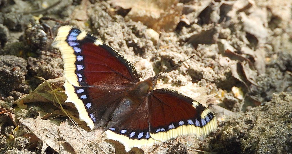Rusałka żałobnik (Nymphalis antiopa)