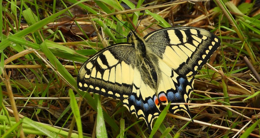 Paź królowej (Papilio machaon)