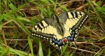 Paź królowej (Papilio machaon)
