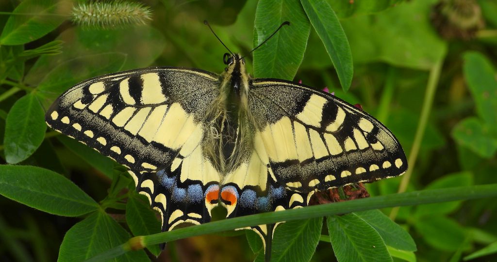 Paź królowej (Papilio machaon)