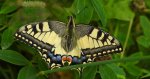Paź królowej (Papilio machaon)