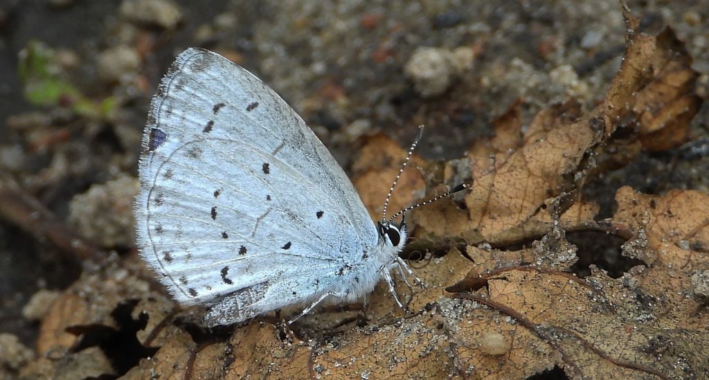 Modraszek wieszczek (Celastrina argiolus)