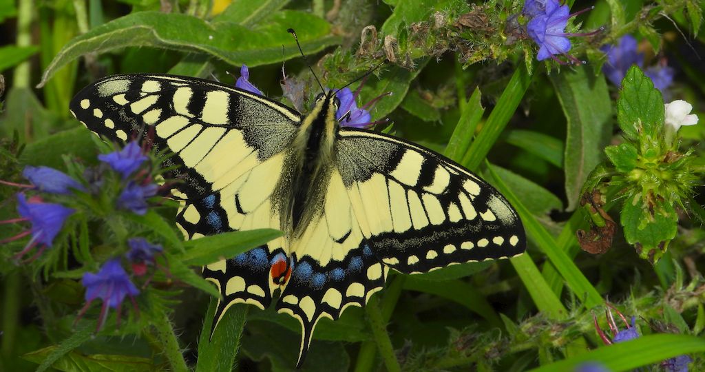 Paź królowej (Papilio machaon)