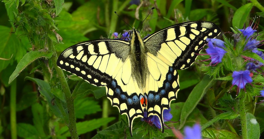 Paź królowej (Papilio machaon)