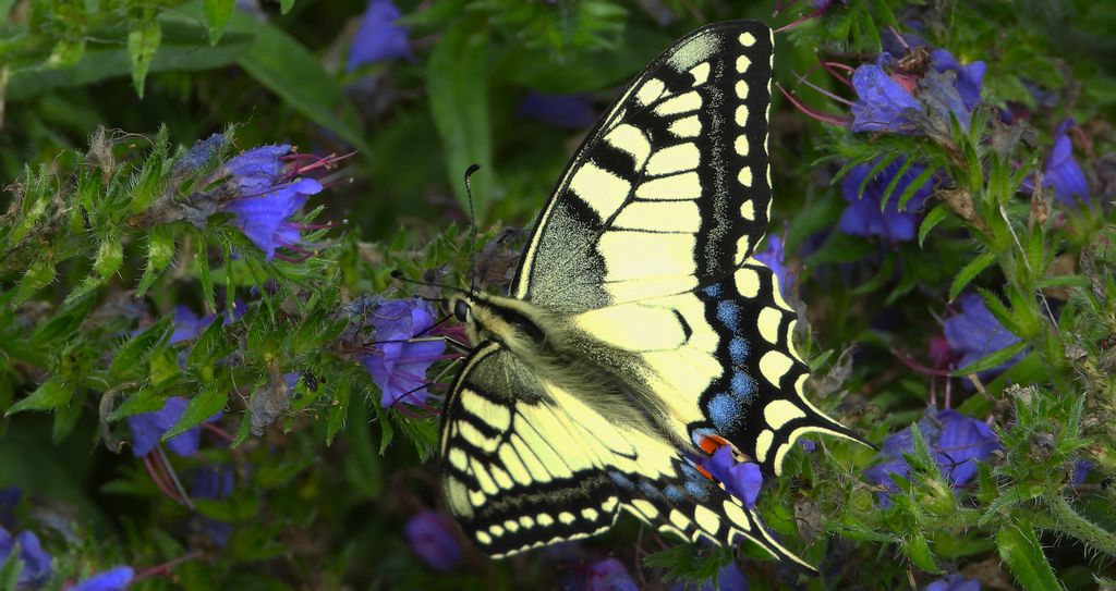 Paź królowej (Papilio machaon)