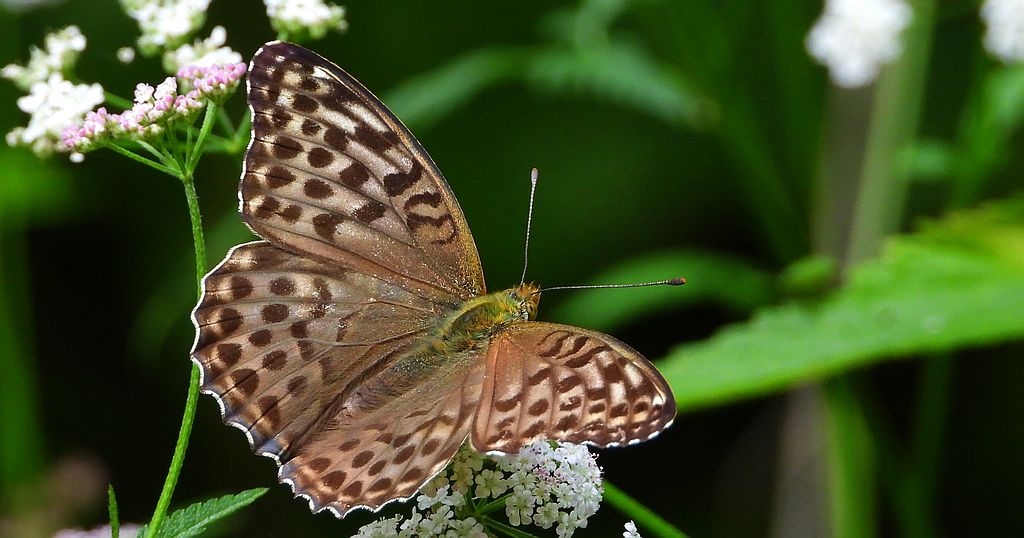 Dostojka malinowiec, perłowiec malinowiec (Argynnis paphia)