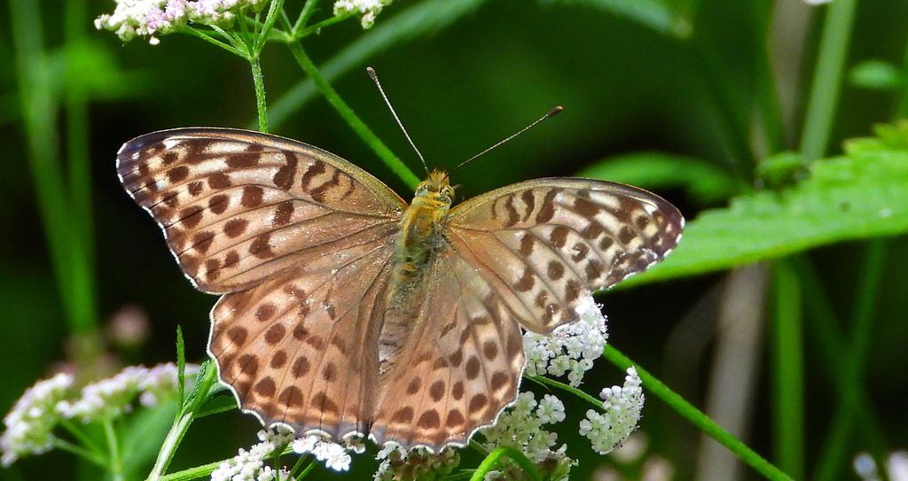 Dostojka malinowiec, perłowiec malinowiec (Argynnis paphia)