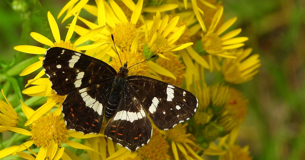 Rusałka kratkowiec (Araschnia levana)
