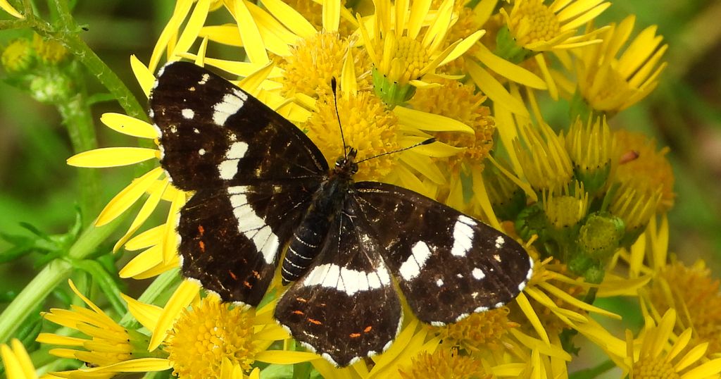 Rusałka kratkowiec (Araschnia levana)