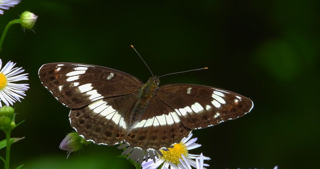 Pokłonnik kamilla, pokłonnik wróż (Limenitis camilla)