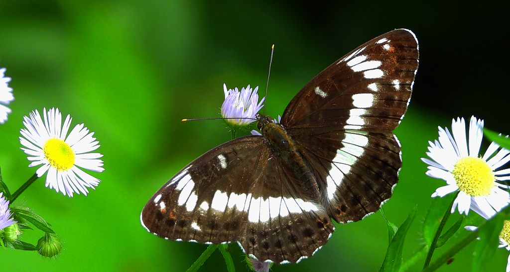 Pokłonnik kamilla, pokłonnik wróż (Limenitis camilla)