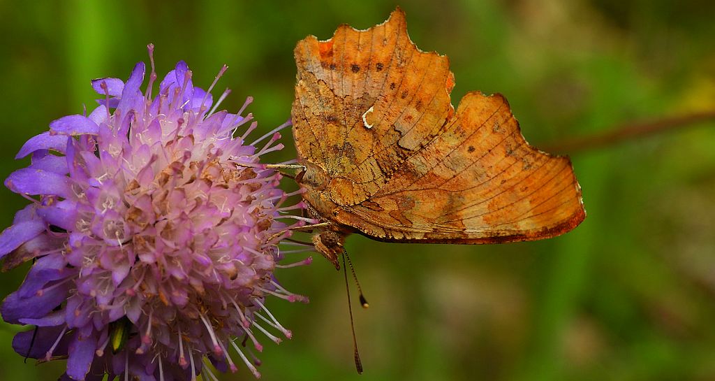 Rusałka ceik (Nymphalis c-album)