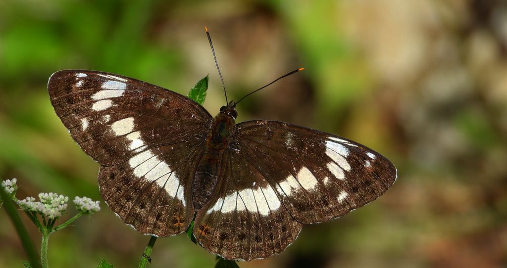 Pokłonnik kamilla, pokłonnik wróż (Limenitis camilla)