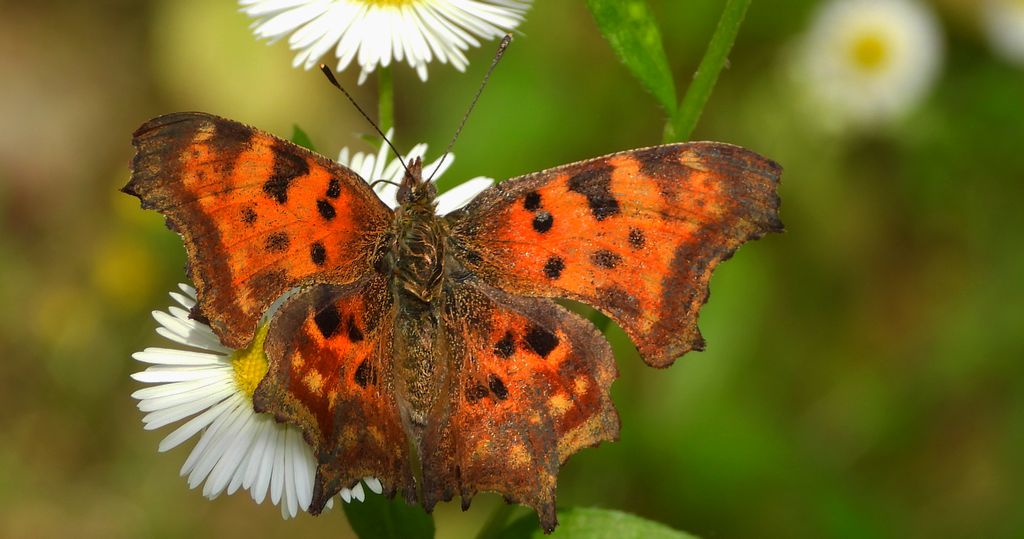Rusałka ceik (Nymphalis c-album)