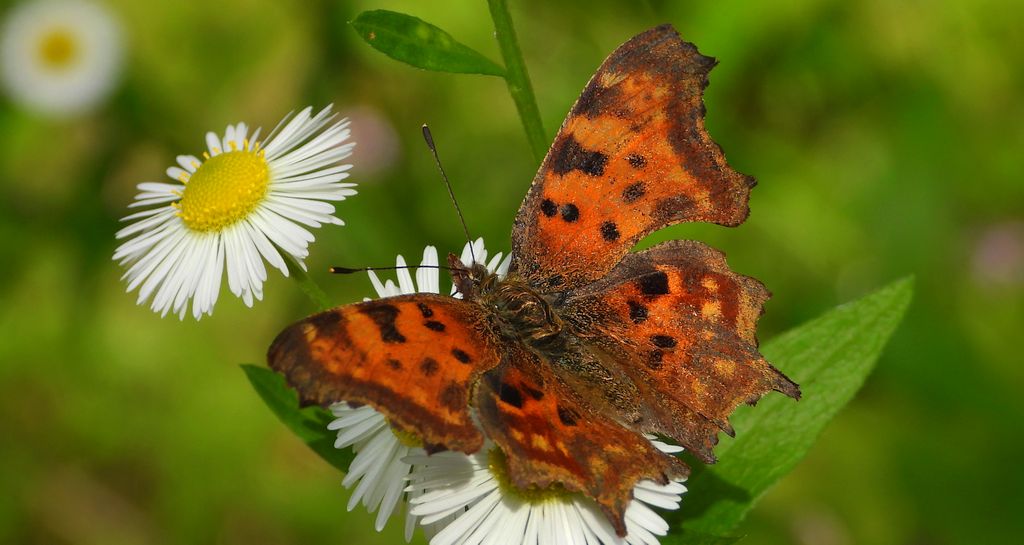 Rusałka ceik (Nymphalis c-album)