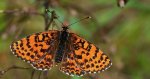 Przeplatka didyma (Melitaea didyma)