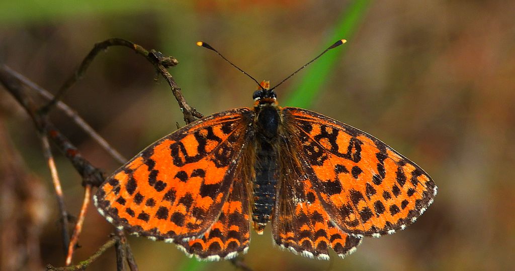 Przeplatka didyma (Melitaea didyma)