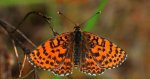 Przeplatka didyma (Melitaea didyma)