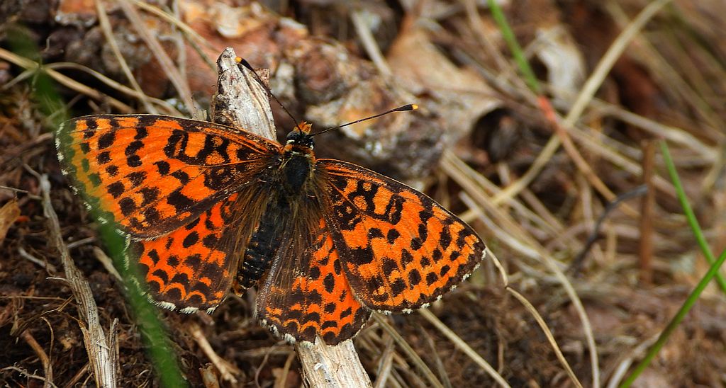 Przeplatka didyma (Melitaea didyma)