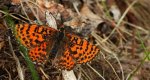 Przeplatka didyma (Melitaea didyma)