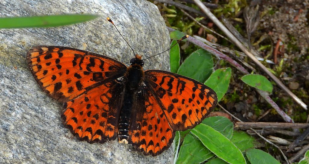 Przeplatka didyma (Melitaea didyma)