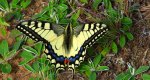 Paź królowej (Papilio machaon)