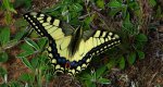 Paź królowej (Papilio machaon)