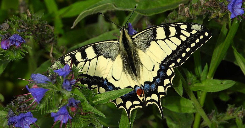 Paź królowej (Papilio machaon)
