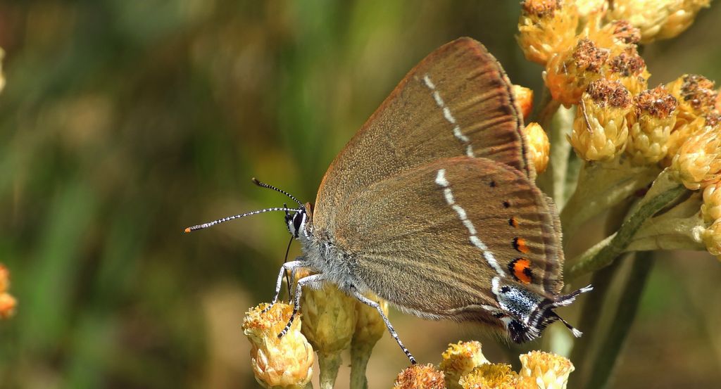 Ogończyk tarninowiec (Satyrium spini)