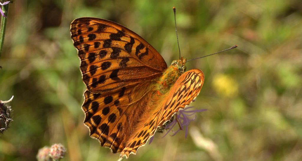 Dostojka malinowiec, perłowiec malinowiec (Argynnis paphia)