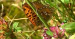 Dostojka aglaja, perłowiec aglaja, (Argynnis aglaja)