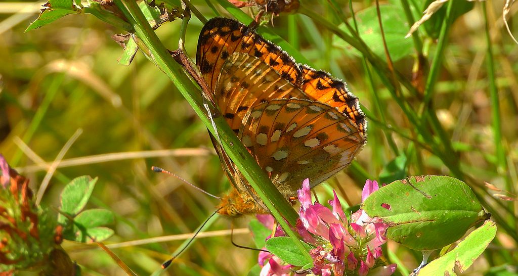 Dostojka aglaja, perłowiec aglaja, (Argynnis aglaja)