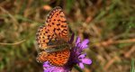Dostojka aglaja, perłowiec aglaja, (Argynnis aglaja)