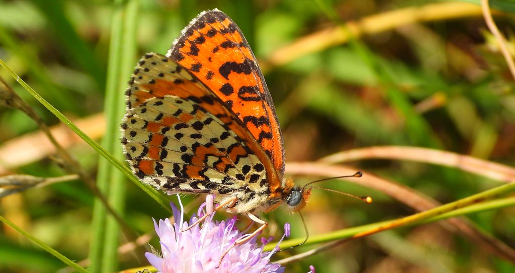 Przeplatka didyma (Melitaea didyma)