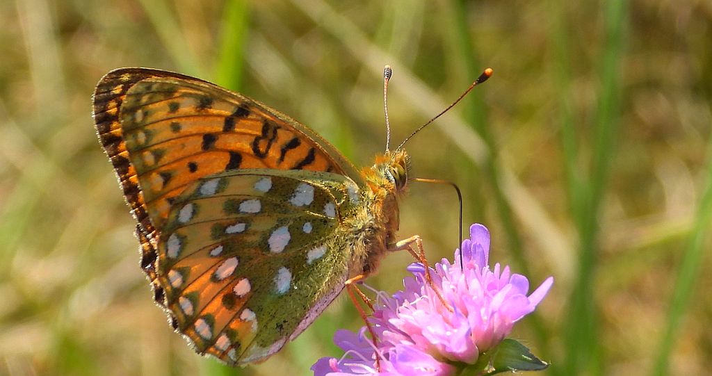 Dostojka aglaja, perłowiec aglaja, (Argynnis aglaja)