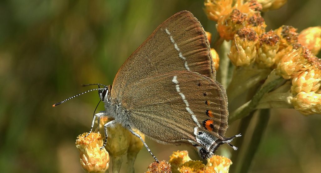 Ogończyk tarninowiec (Satyrium spini)
