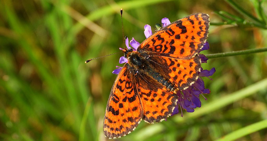 Przeplatka didyma (Melitaea didyma)