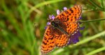 Przeplatka didyma (Melitaea didyma)