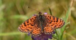 Przeplatka didyma (Melitaea didyma)