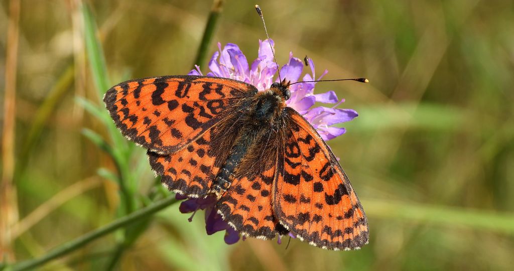 Przeplatka didyma (Melitaea didyma)