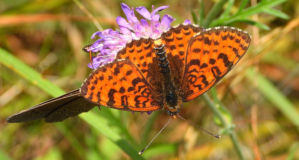 Przeplatka didyma (Melitaea didyma)