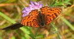 Przeplatka didyma (Melitaea didyma)